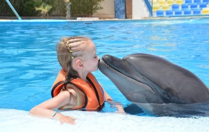 Dolphin Show Hurghada